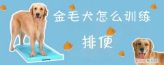 金毛犬怎么训练排便，怎样训练金毛狗排便才能既轻松效果又明显