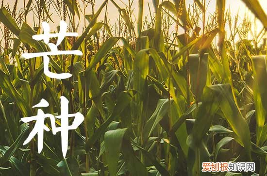 今年芒种是哪一天 2023年芒种是几月几日几点