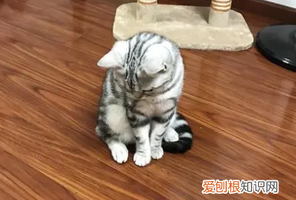 猫为啥蹲着 ,猫蹲坐着一动不动?