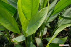 凉山特色花，凉山适合养什么花，市花和市树是什么？