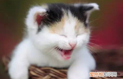 猫为什么发出呼噜呼噜的叫声 ，猫为什么会发出咕咕的叫声？