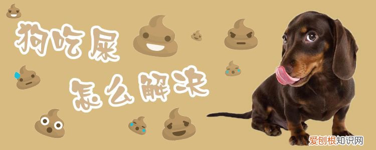 狗吃屎怎么解决，狗吃屎怎么办 什么办法都用了
