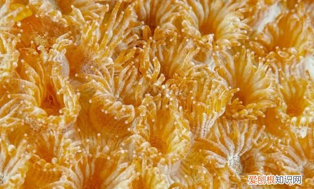 珊瑚一共有几种颜色 ，珊瑚颜色分类？