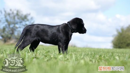 拉布拉多乱吠叫怎么纠正,拉布拉多停止乱吠叫纠正方法,拉布拉多犬乱叫怎么办