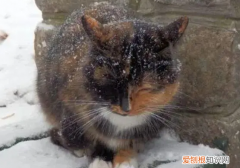 冬天猫不爱动弹怎么回事呀 ，冬天猫咪不爱动正常吗？