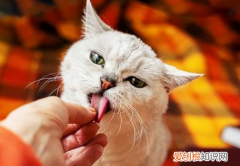 猫猫为啥喜欢舔人 ，猫猫为什么喜欢舔人的脸？