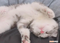 猫为什么喜欢仰躺着 ，猫为什么喜欢仰头睡觉？