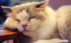 为什么猫咪老爱坐着睡觉呢 ，为什么猫咪老爱坐着睡觉的原因？