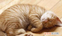 猫睡觉为什么有呼噜声 ，猫咪睡觉的时候为什么会叫？