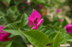 三明种花圃种植地方在哪里，三明适合养什么花，市花和市树是什么？