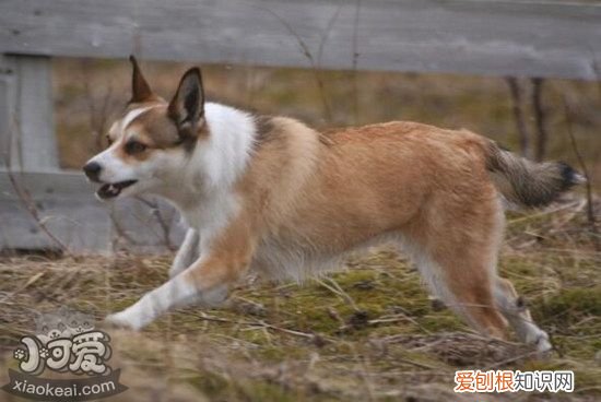 挪威伦德猎犬怎么训练，挪威伦德猎犬训练心得，训练德国牧羊犬的方法