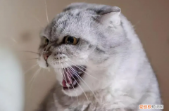 猫咪一直张着嘴为什么 ，猫一直张着嘴是怎么了？