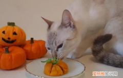 猫爱吃的水果是什么 ，猫最喜欢吃的水果？