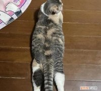 猫为什么要趴着睡觉 ，猫为什么会趴着？