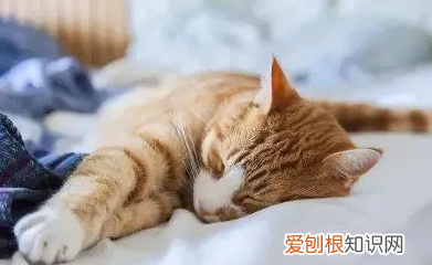 猫为什么喜欢枕着枕头睡 ，猫为什么喜欢枕东西？