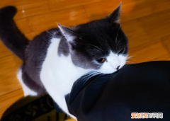 为什么猫咪咬着人裤子不咬 ，猫咪为什么咬主人的裤子？