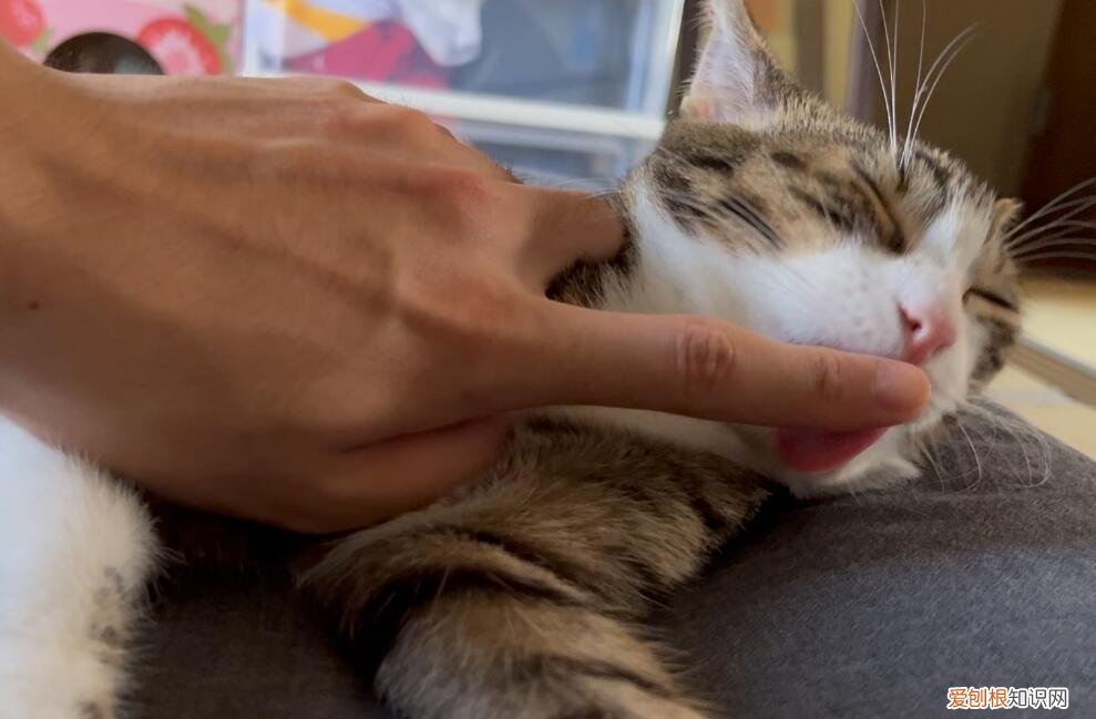 猫咪为什么总舔手指尖呢 ,猫咪为什么总舔手指尖的毛?