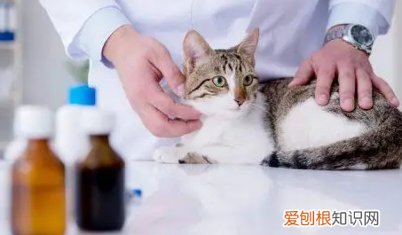 猫为什么会肾脏出问题 ，猫为什么会得肾肿大？