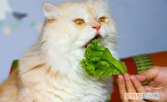为什么不能给猫咪吃蔬菜水果 ，为什么不能给猫咪吃蔬菜呢？