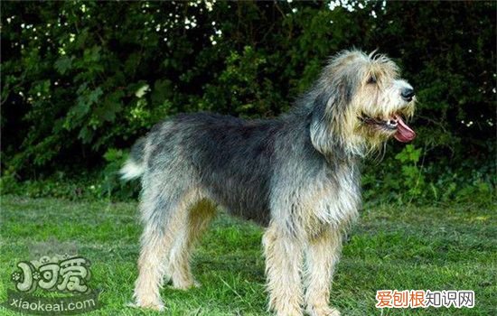 布雷猎犬怎么训练,伯瑞犬训练技巧,布雷猎犬怎么训练,伯瑞犬训练技巧图解