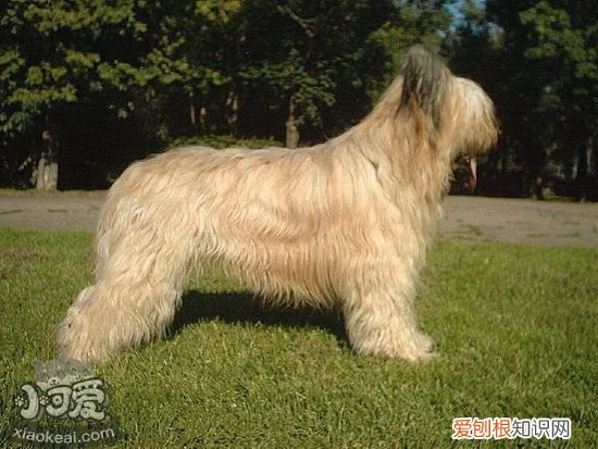 布雷猎犬怎么训练,伯瑞犬训练技巧,布雷猎犬怎么训练,伯瑞犬训练技巧图解