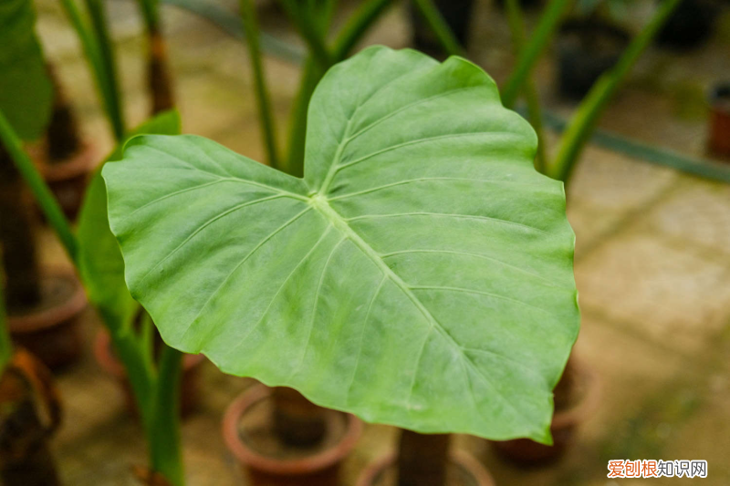 巴音郭楞周边旅游景点，巴音郭楞适合养什么花，市花和市树是什么？