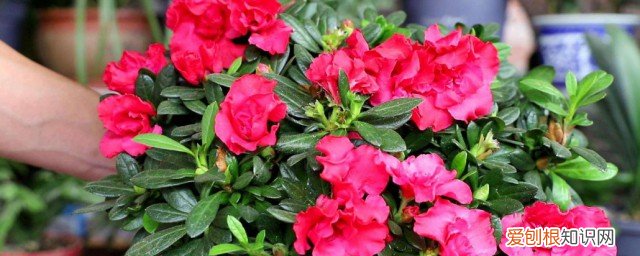 杜鹃怎样养才开花不断《杜鹃如何养殖》,杜鹃花的养殖方法和注意事项 盆栽仙客来
