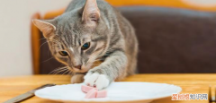 猫咪为什么不喜欢吃鱼肉的原因 ，为什么猫咪不爱吃鱼？