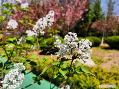 哈尔滨适合种什么植物，哈尔滨适合养什么花，市花和市树是什么？