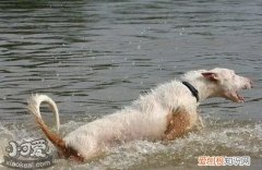 伊比赞猎犬怎么训练，伊比赞猎犬训练技巧，伊比赞猎犬图片