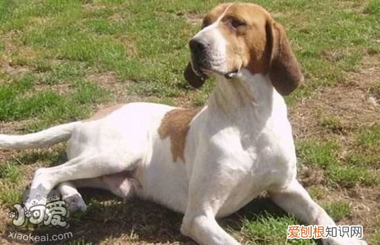 德国短毛波音达怎么训练，德国短毛波音达训练方法，德国短毛指示犬和波音达