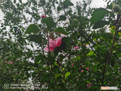 吴忠花卉批发市场，吴忠适合养什么花，市花和市树是什么？