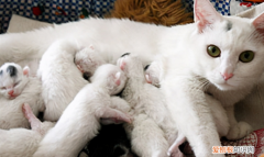 猫咪首胎生几个 ，猫一般头胎生几只？
