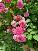 阿勒泰适合养什么花,市花和市树是什么花，阿勒泰适合养什么花，市花和市树是什么？