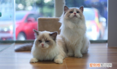 猪来穷狗来富猫来开当铺是真指婚姻生肖吗 ，猪来穷狗来富猫来开当铺是什么小说？