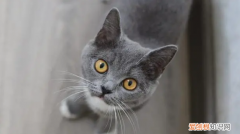 公猫总是叫唤是怎么回事 ，公猫总叫唤是怎么回事？