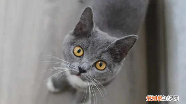 公猫总是叫唤是怎么回事 ，公猫总叫唤是怎么回事？