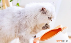 公猫绝育的最佳时间红 ，公猫绝育的最佳时间实验？