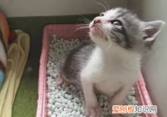 小猫多大母猫就不管了 ，幼猫怎么训练幼猫去猫砂拉屎？