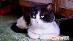 夏天一定要给猫开空调吗 ，夏天用不用给猫开空调？