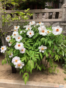 哈密适合养什么花,市花和市树是什么花，哈密适合养什么花，市花和市树是什么？