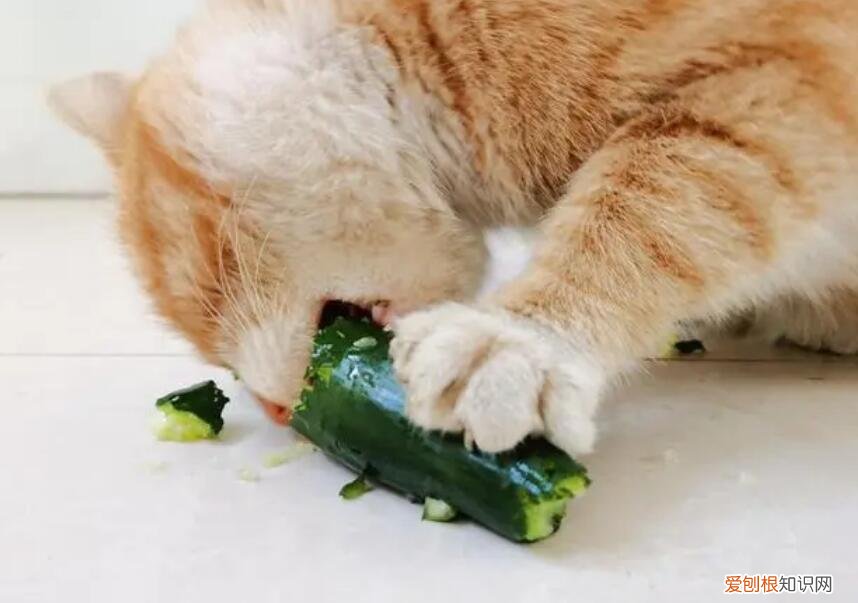 猫咪抽搐四肢乱蹬过一会好了 ，猫突然抽搐,过会又好了？