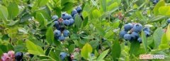 12月份的蓝莓 ，12月份的蓝莓是反季节吗？