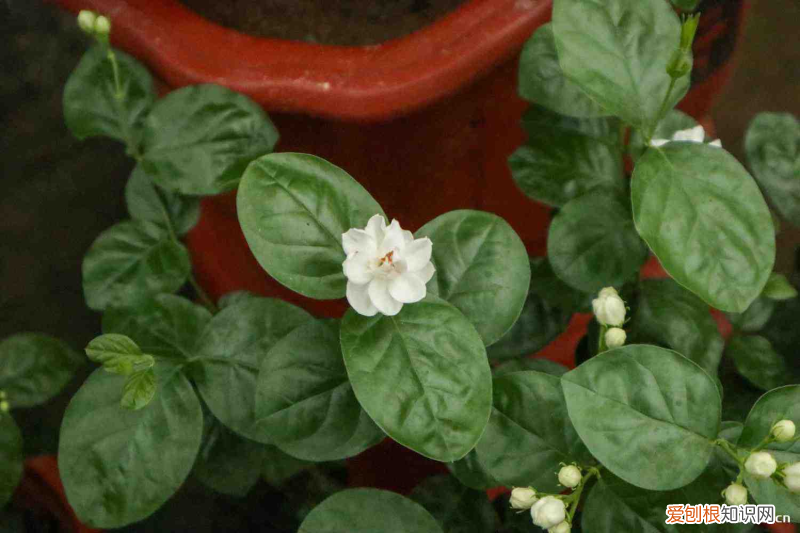 固原最不适合人类居住，固原适合养什么花，市花和市树是什么？