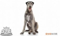 爱尔兰猎狼犬随行怎么训练，爱尔兰猎狼犬出门随行训练方法，犬的随行训练