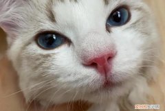 猫瘟初期最明显的症状是 ，猫瘟治愈的几率大吗？