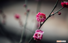 通化适合养什么花，市花和市树是什么