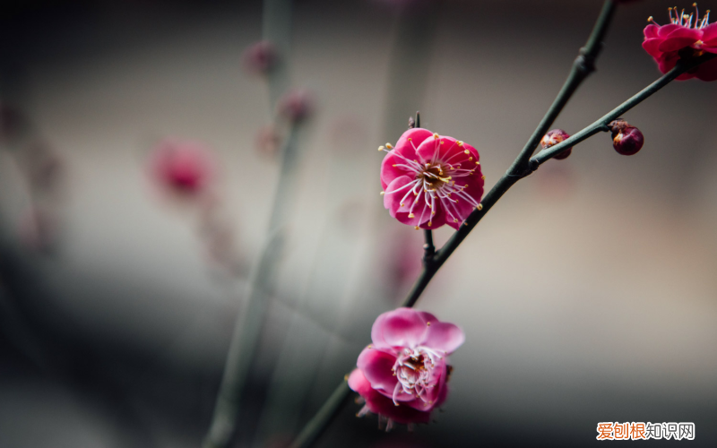 通化适合养什么花，市花和市树是什么