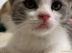 猫咪不停流口水粘稠透明是猫瘟么嘛 ，猫咪一直流口水粘稠透明？