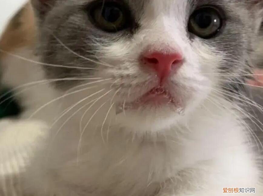 猫咪不停流口水粘稠透明是猫瘟么嘛 ，猫咪一直流口水粘稠透明？